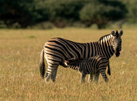 March 29 Zebra-24331