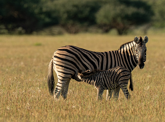 March 29 Zebra-24331