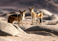 March 23 Jackal-8484