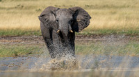 Elephant April 08, 2021 -21292