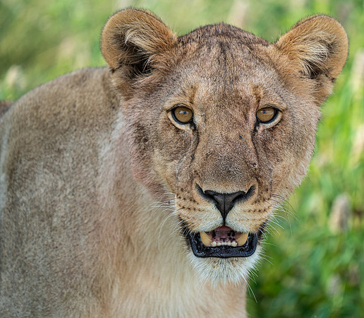 Lion April 06, 2021 -6458