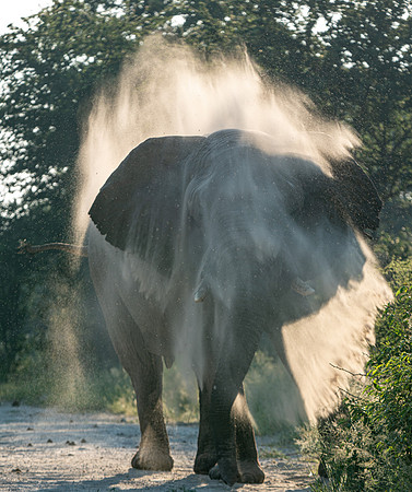 Elephant Dust April 04, 2021 -5094