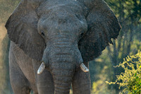 Elephant April 04, 2021 -26033