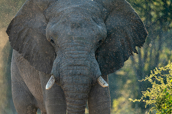Elephant April 04, 2021 -26033