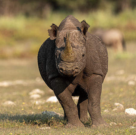 Rhino April 04, 2021 -26820