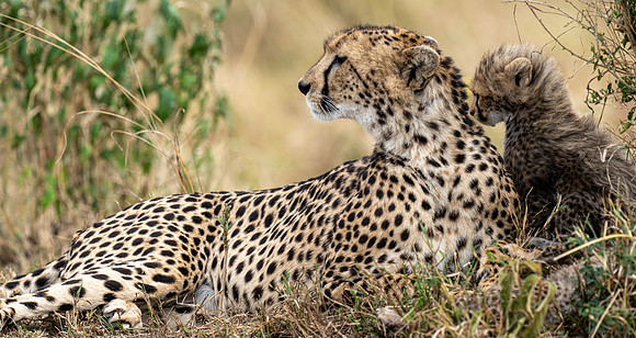 MNH Cheetah with Cub August 21, 2021 -07446