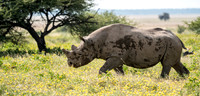 Rhino April 08, 2021 -8299