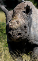 Rhino-22321