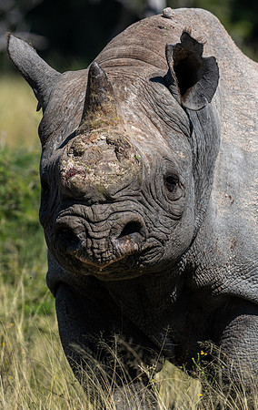 Rhino-22321