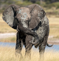 Elephant April 20, 2021 -27189