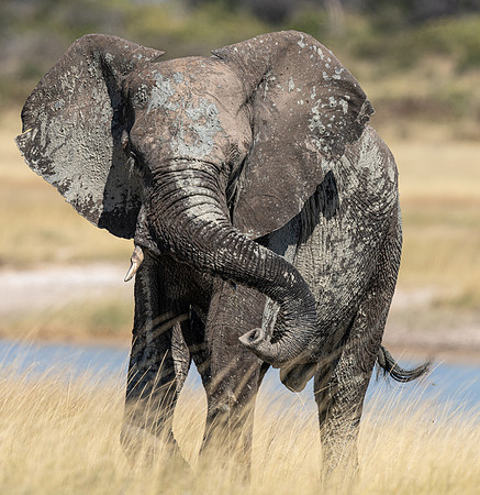 Elephant April 20, 2021 -27189