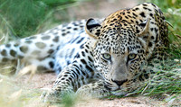 Leopard In Grass April 22, 2021 -28333