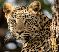 Leopard  April 22, 2021 -28271