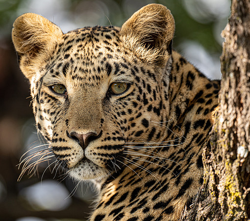 Leopard  April 22, 2021 -28271