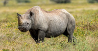 Rhino April 06, 2021 -29170