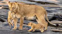 Lion with Cubs August 20, 2021 -05417