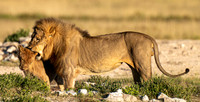 Lion April 09, 2021 -22386