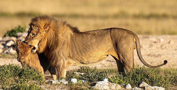 Lion April 09, 2021 -22386
