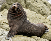 Posing Seal NZ-27640