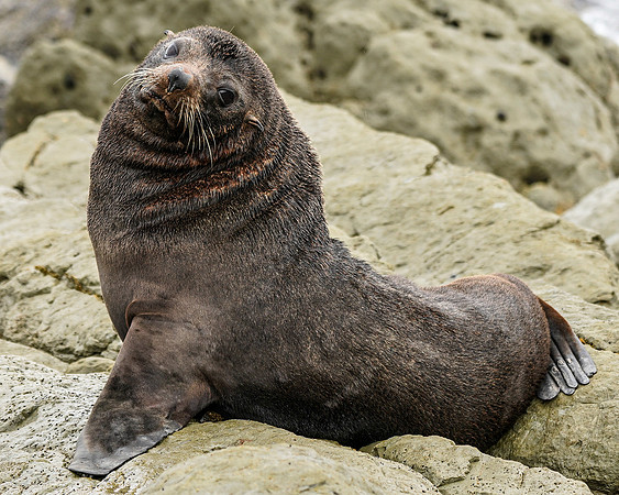 Posing Seal NZ-27640