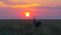 Oryx Sunset April 06, 2021 -7952