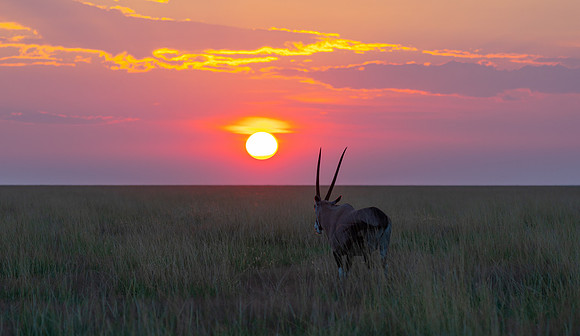Oryx Sunset April 06, 2021 -7952