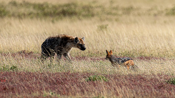Jackal April 09, 2021 -24145