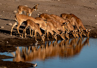 Impala pb-1977