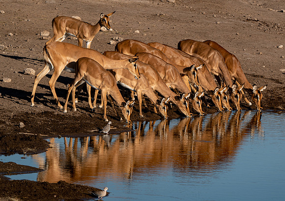 Impala pb-1977