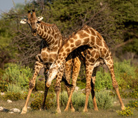 Giraffe Fight-27219