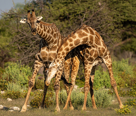 Giraffe Fight-27219