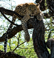 Leopard April 22, 2021 -3300