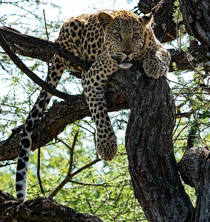 Leopard April 22, 2021 -3300