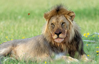 Lion Butterfly March 28, 2021 -24088