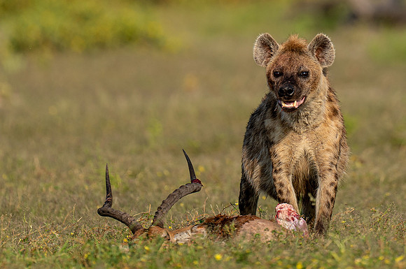 Hyena April 05, 2021 -27171