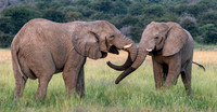 Elephants April 06, 2021 -7880