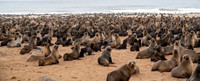 March 20 seals-7773