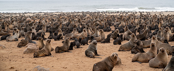 March 20 seals-7773