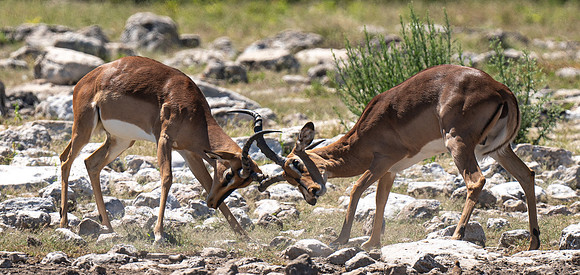 Impala April 09, 2021 -24857
