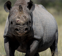 Rhino-22328