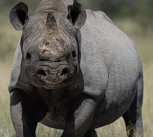 Rhino-22328