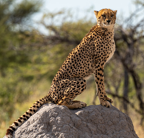 Cheetah April 24, 2021 -28940
