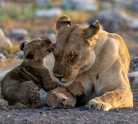 cub-22916