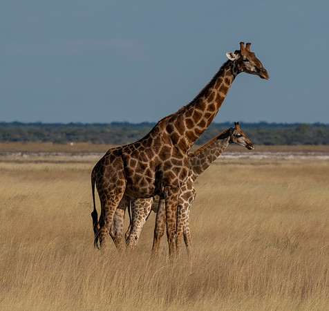 Giraffes April 26, 2021 -21248