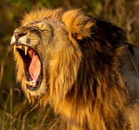Lion August 17, 2021 -08731